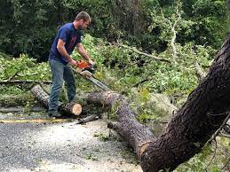 Best Storm Damage Tree Cleanup  in Clarkston, GA