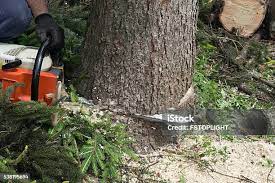 How Our Tree Care Process Works  in  Clarkston, GA