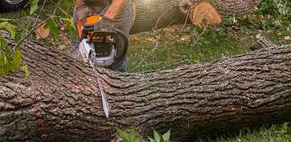 Best Palm Tree Trimming  in Clarkston, GA