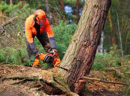 Best Emergency Tree Removal  in Clarkston, GA