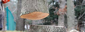 Best Tree Cabling and Bracing  in Clarkston, GA