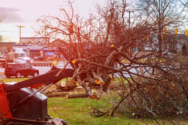 Best Commercial Tree Services  in Clarkston, GA