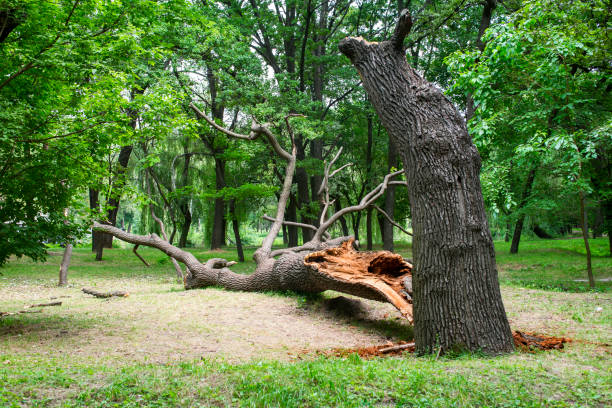 Best Lawn Maintenance Plans  in Clarkston, GA