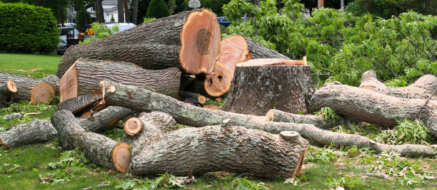 Best Lawn Renovation and Restoration  in Clarkston, GA