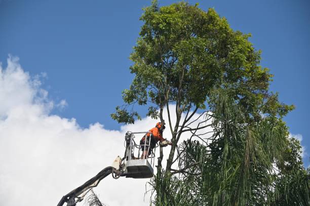 Best Tree Trimming and Pruning  in Clarkston, GA
