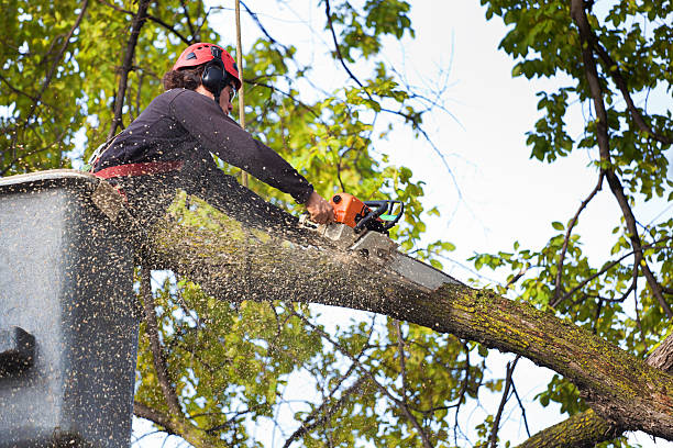Best Root Management and Removal  in Clarkston, GA
