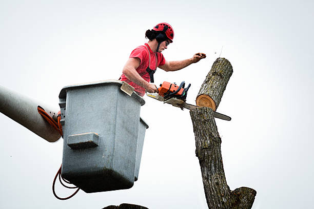 Best Tree Health Inspection  in Clarkston, GA