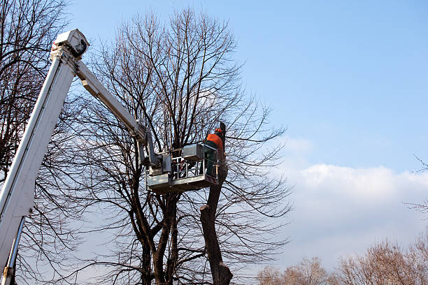 Reliable Clarkston, GA Tree Care Solutions