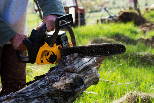 Best Arborist Consultation Services  in Clarkston, GA