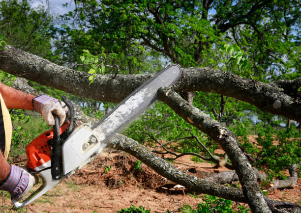 Best Lawn Pest Prevention  in Clarkston, GA