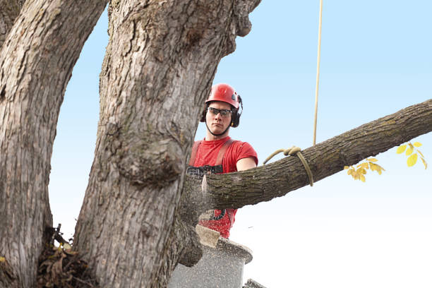 Best Fruit Tree Pruning  in Clarkston, GA