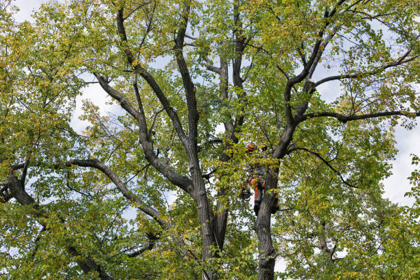 Tree and Shrub Care in Clarkston, GA